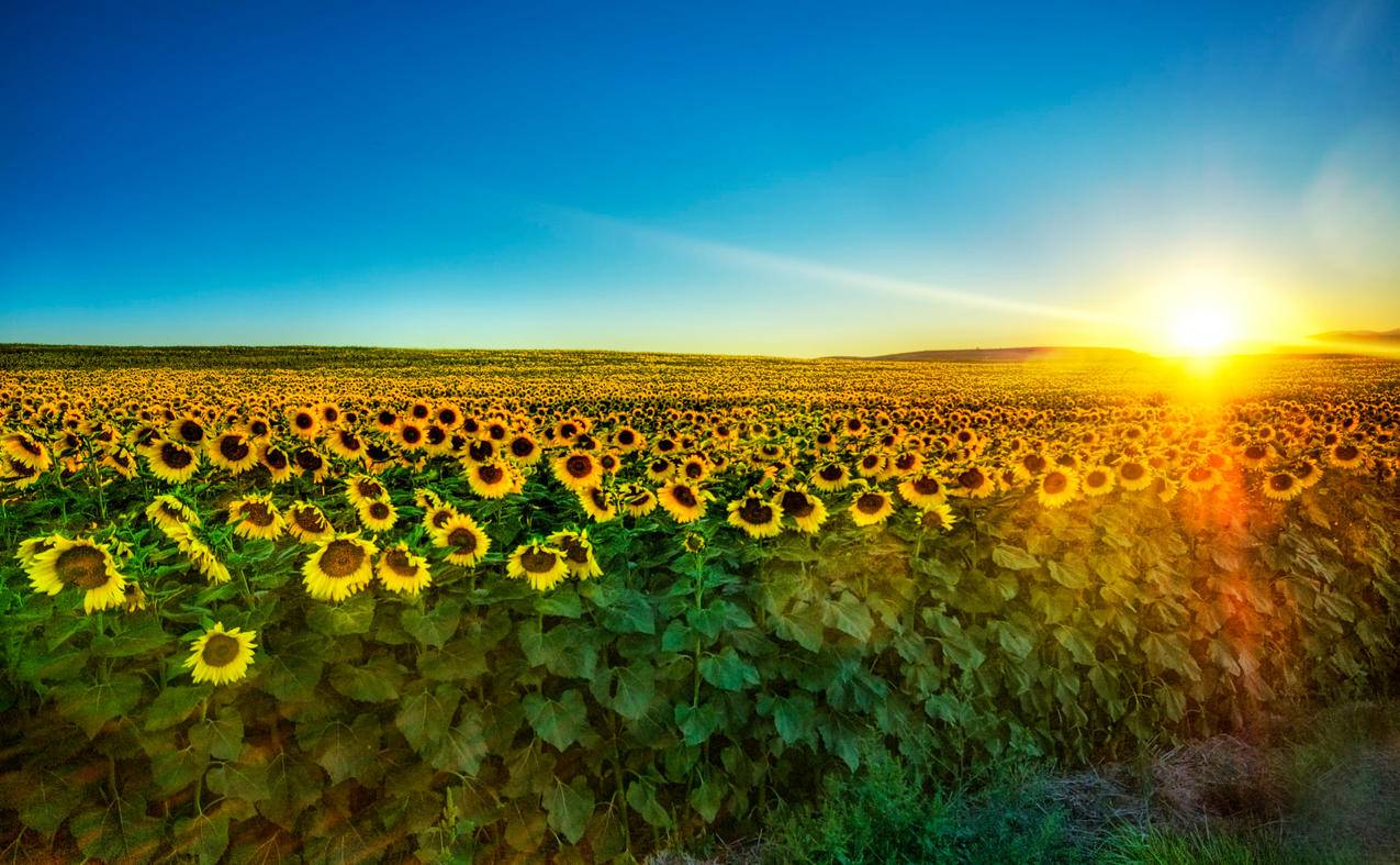 向日葵日落摄影风景4k高清壁纸