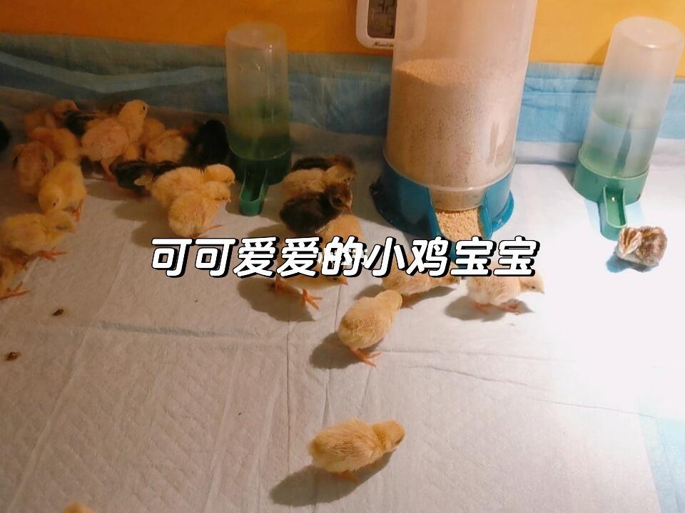 来看看毛茸茸的小鸡宝宝吧