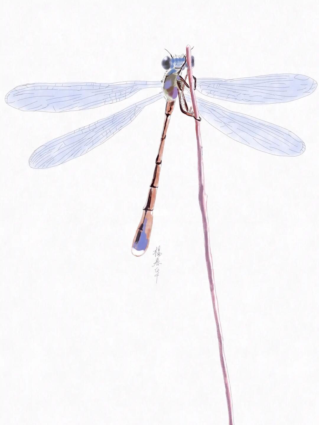 手绘蜻蜓
