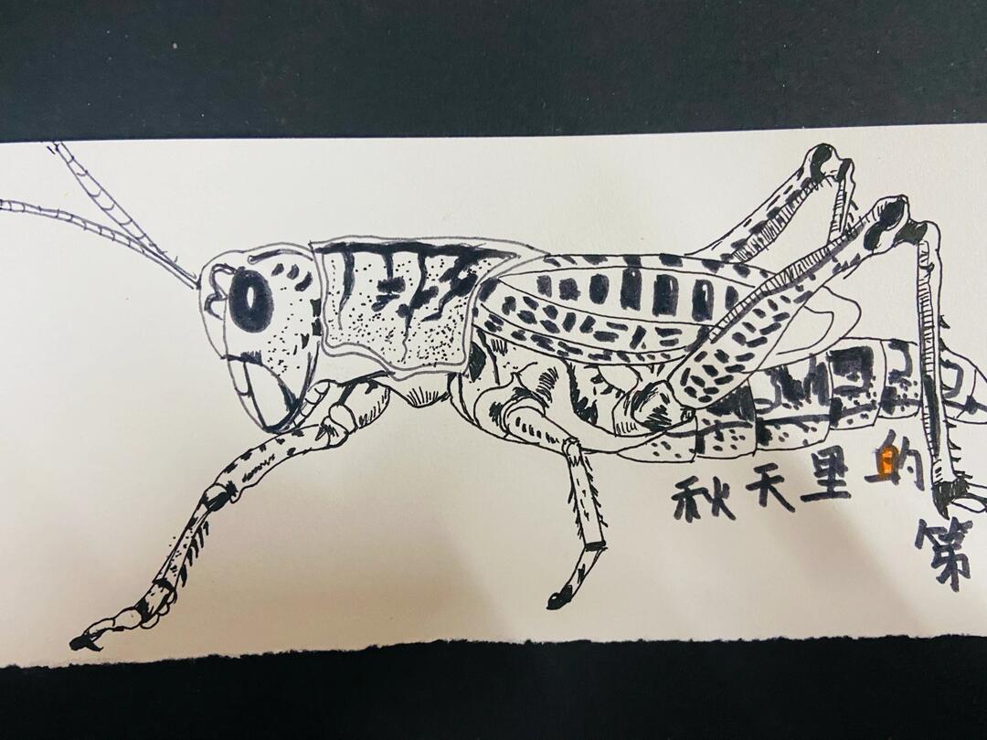 线描蚂蚱