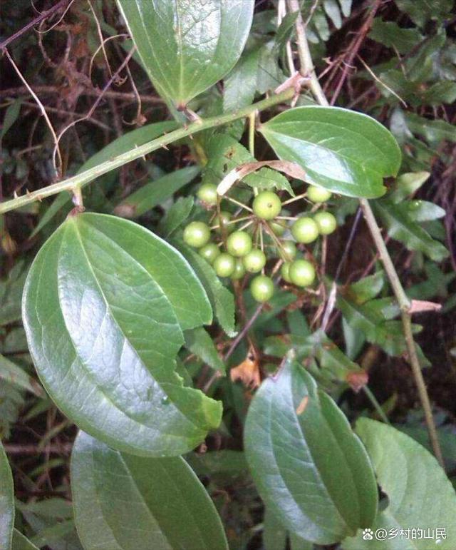 我要上热门#野生金刚藤,山里采挖到的挺大的块根茎部很好的,药用价值