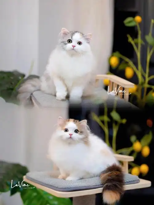 苏格兰折耳立耳猫