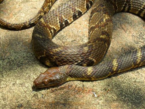 请教一下这是什么蛇