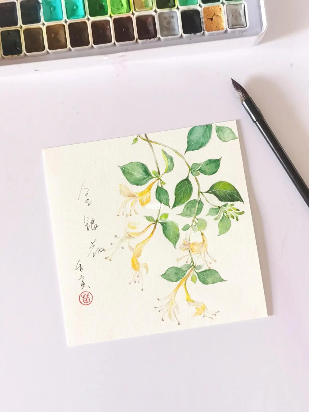 水彩植物  #原创插画  #水彩  #画画  #我的日常  #金银花