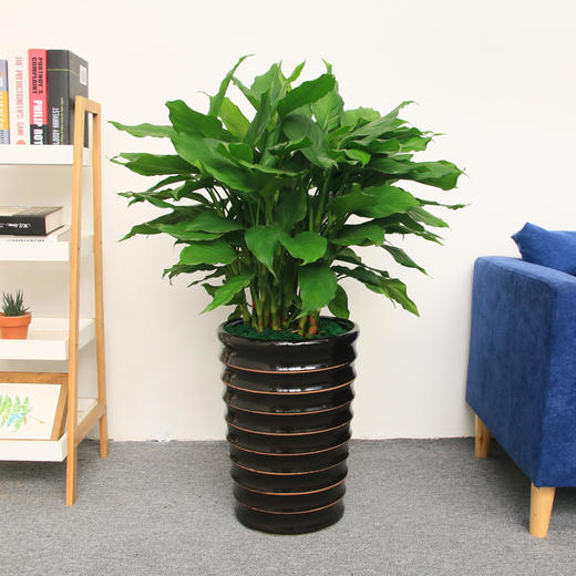 万年青高约高约80cm常绿办公室室内绿植盆栽净化空气吸甲醛