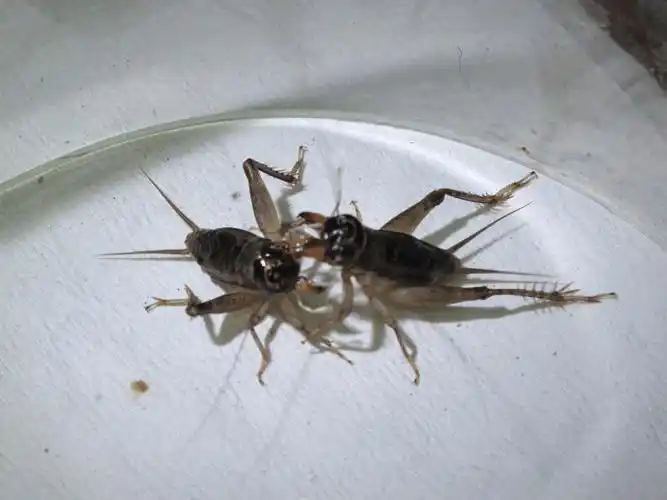 其中有许多呜虫如蝈蝈,油葫芦,金铃子,蟋蟀,金钟,络纬娘等,因呜声十分