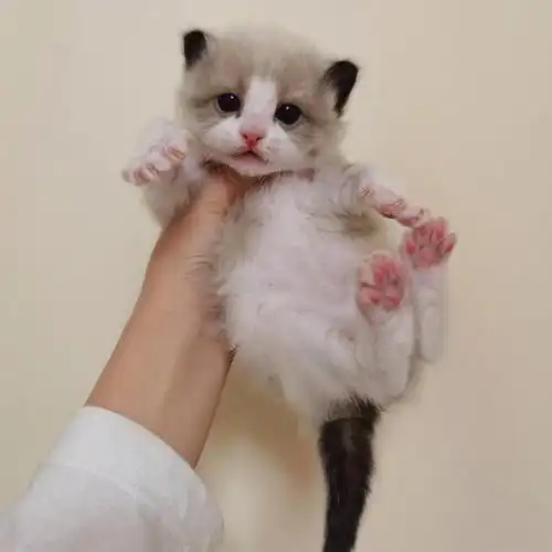 满月小布偶猫预订新家