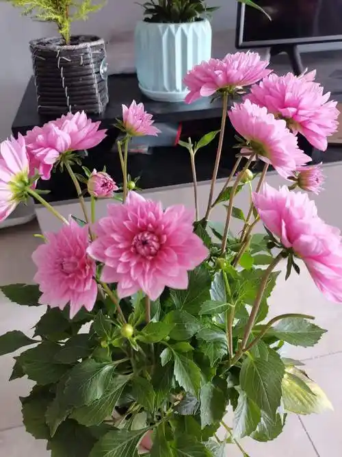 大丽花的种植方法和注意事项,你知道吗?