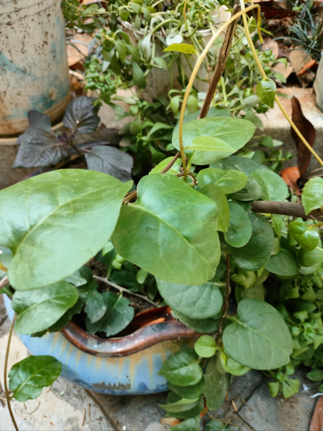 藤三七,可食用可药用,菜子可做菜,根茎可以煲汤.