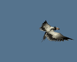 256_208gif 动态图 动图