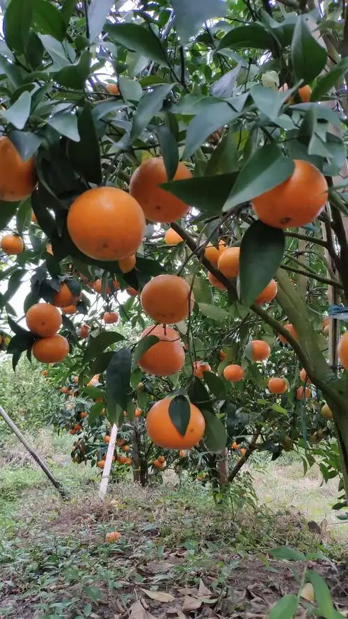 "沃柑"成熟啦!你想吃嘛?