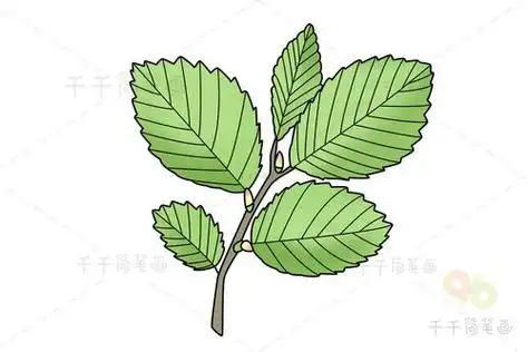 榆树叶子简笔画