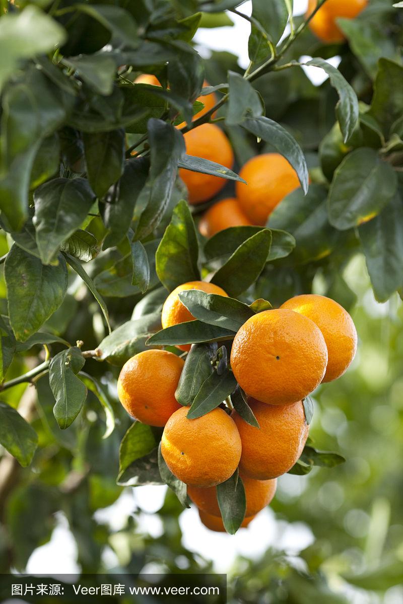 一棵橘子树,树枝上挂满了成熟的橘子