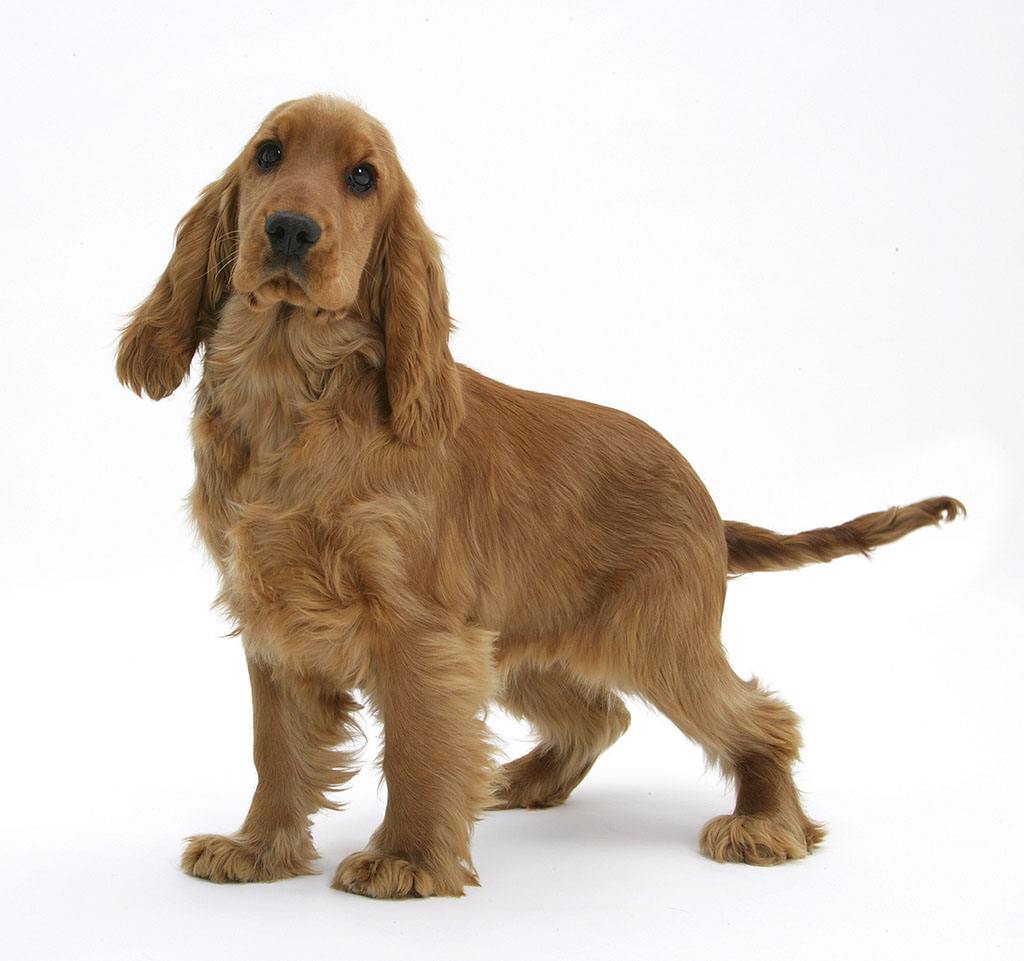 英国可卡犬图片狗图片动物图片