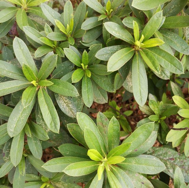 怎样养护好杜鹃花,让其开花时枝繁叶茂