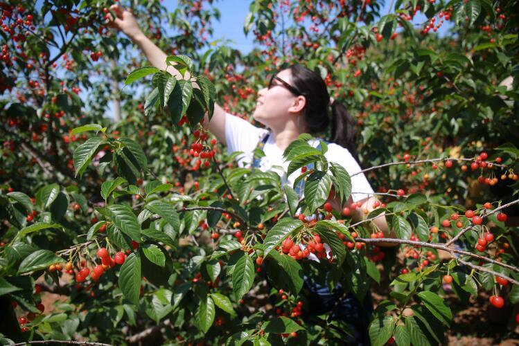 城阳夏庄樱桃山会5月16日开幕,采摘价30-40元/人