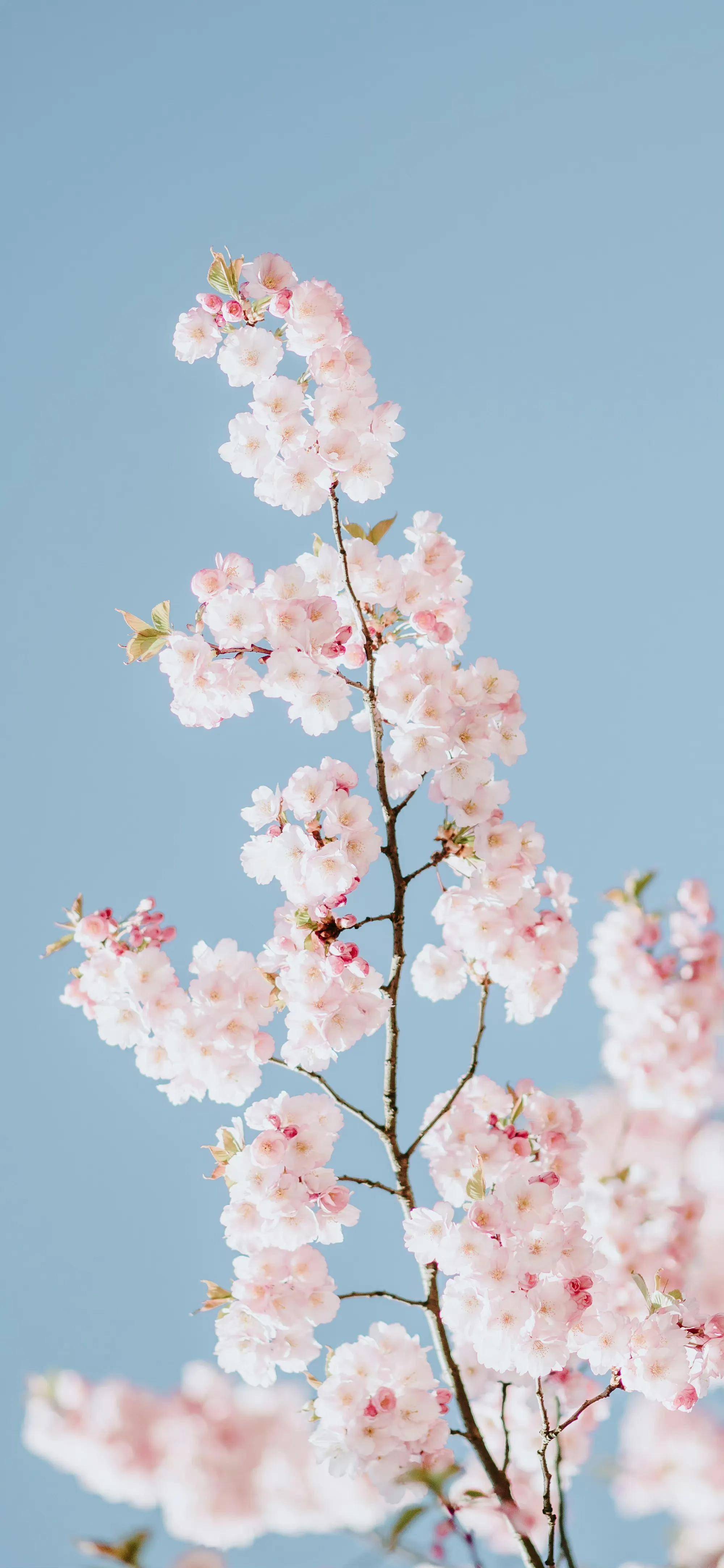 今日份的壁纸来啦