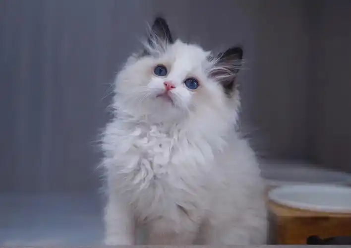 2个半月的弟弟驱虫全 疫苗一针性格特别好 粘人精了#海豹双色布偶猫