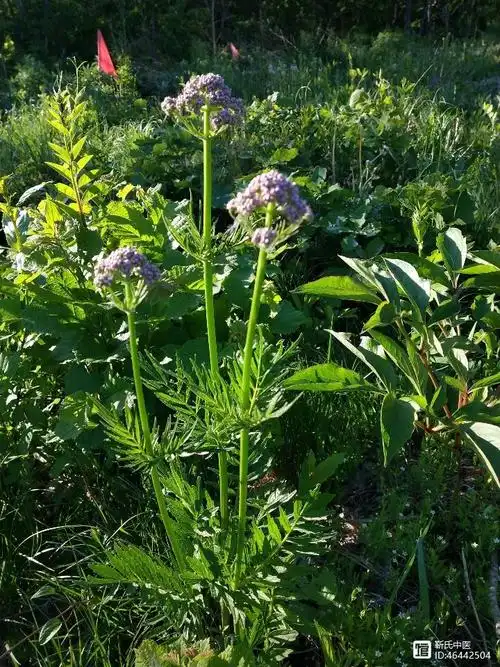 缬草_缬草的功效与作用