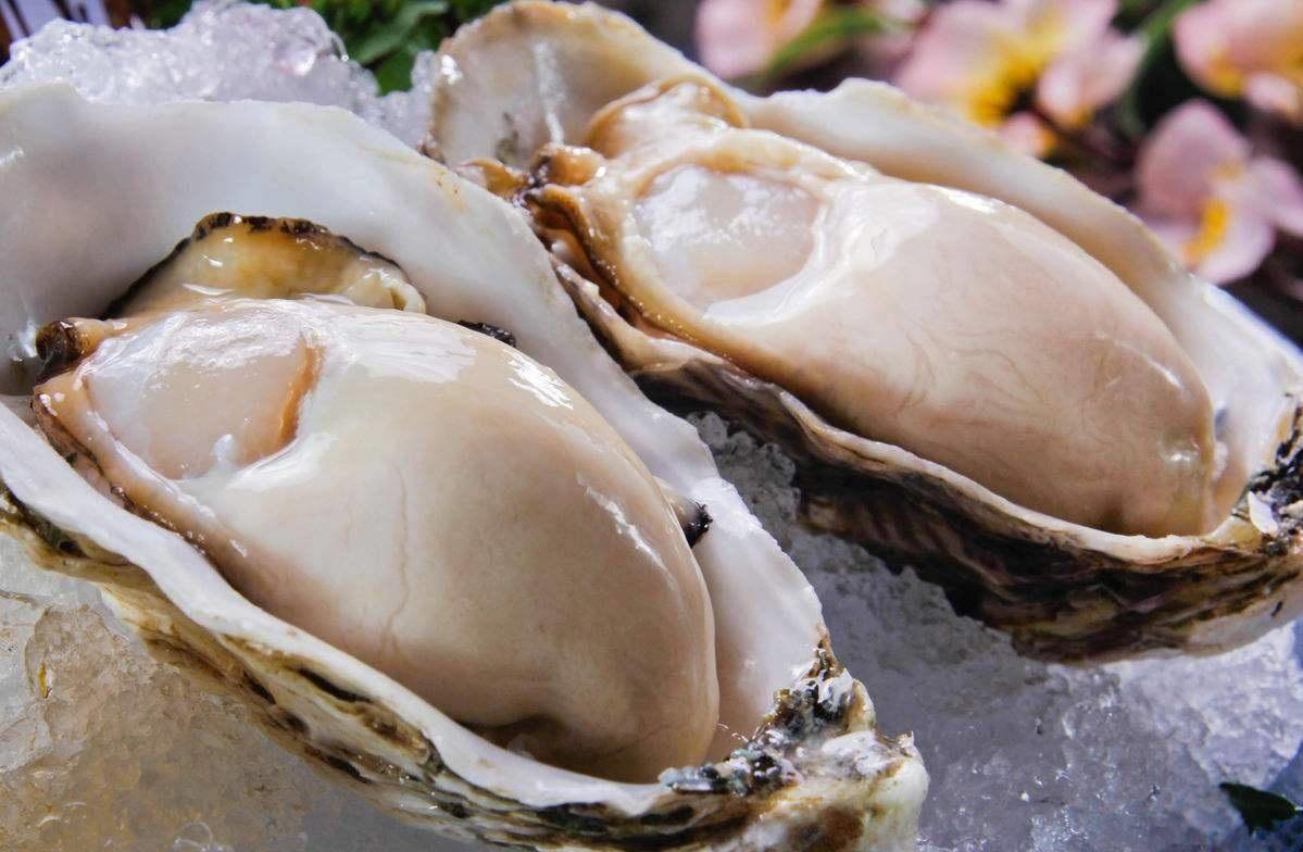 湛江生蚝批发价格  柳州生蚝批发商