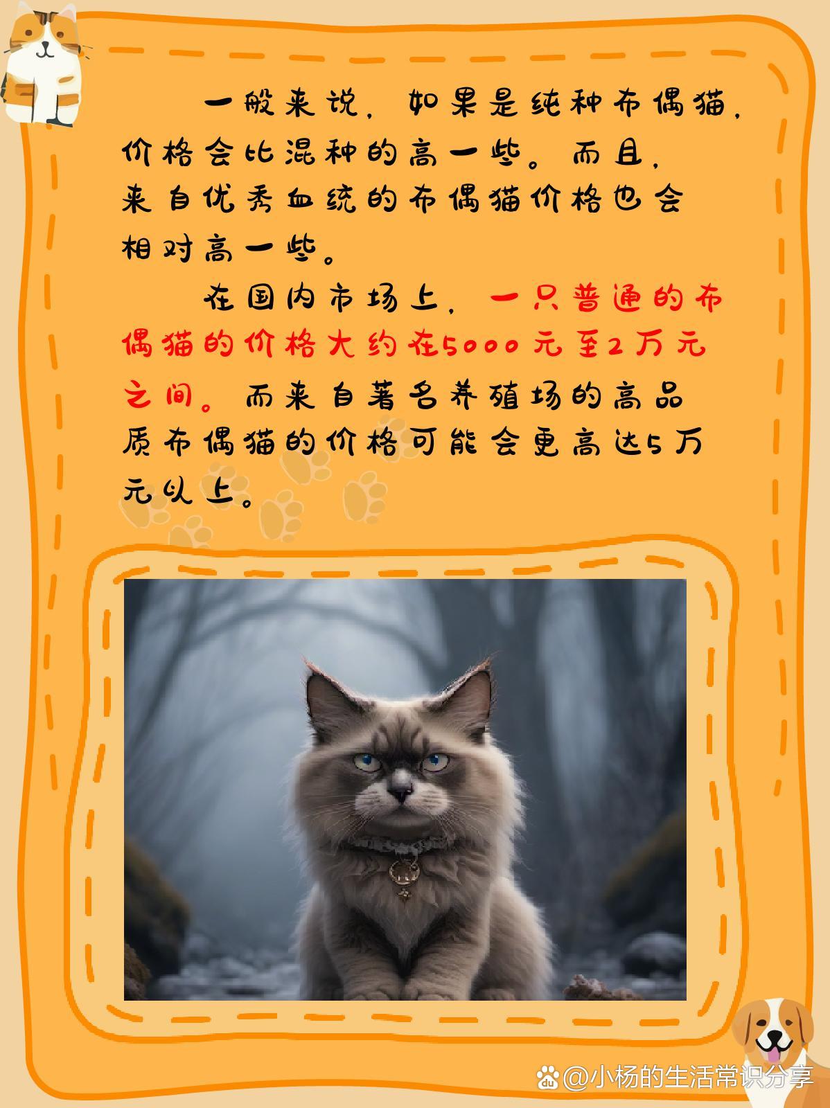 布偶猫价格多少钱一只