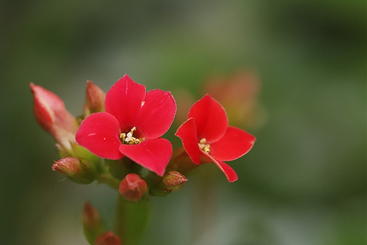 吉祥如意长寿花