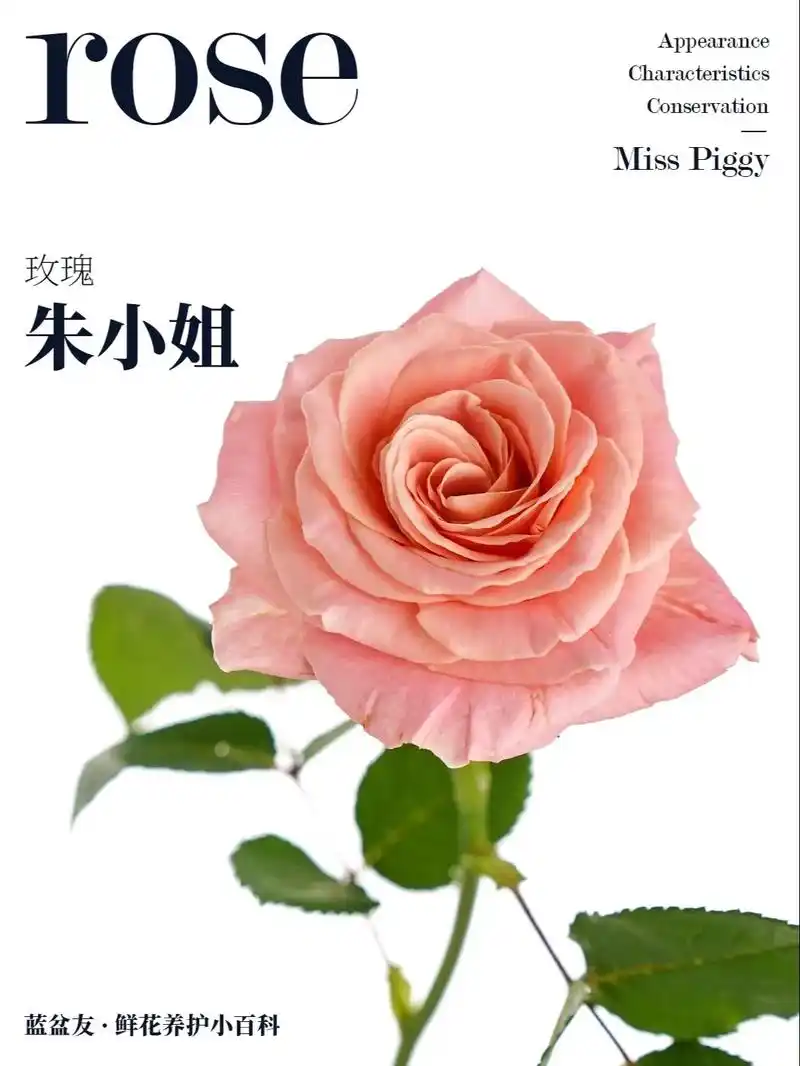 遇水就炸的猪小姐玫瑰快养起来!朱小姐玫瑰 miss pigg - 抖音