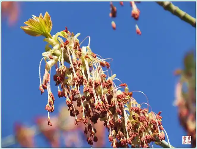 大好春光赏花容一一一我喜欢的树一一金叶复叶槭