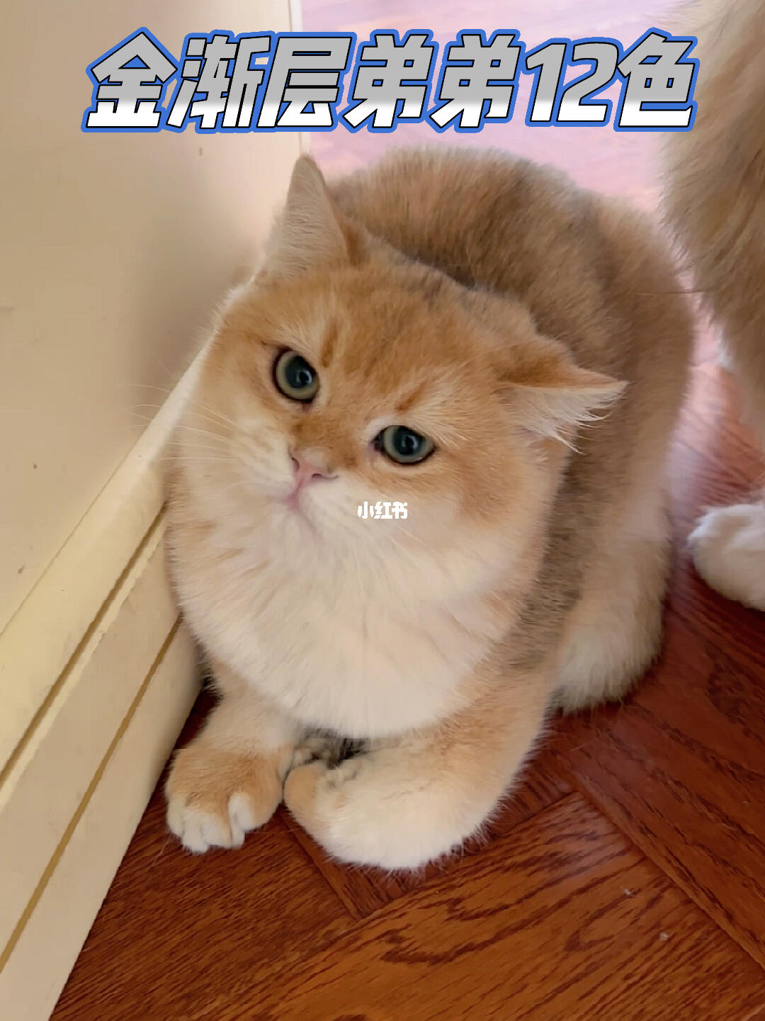 双麻纹长毛血蓝金血基因,刚刚满5个月,宠养或者买回去做种公都合适!