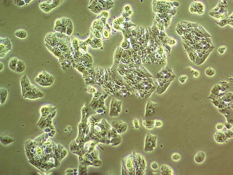 miha 正常人肝细胞系