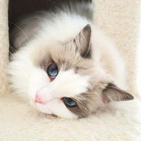 白色小猫咪头像 可爱白色小奶猫头像_微信头像图片大全