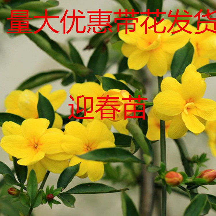 迎春苗黄金迎春花苗庭院阳台攀援花卉迎春小苗带花带原土当年开花
