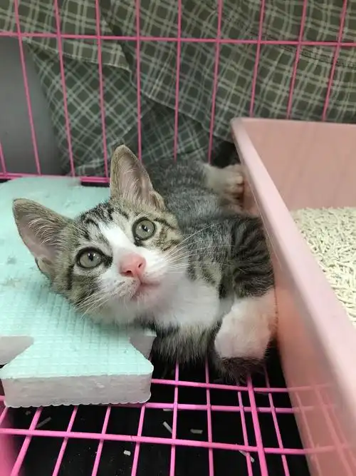 浦东白手套狸花弟弟找领养