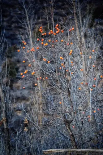 灰黑色调里橙色的加入,多像水墨里的设色,点睛又夺目,意境深远,韵味
