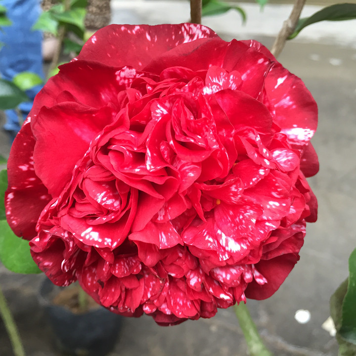 名贵山茶花树苗云斑大元帅山茶花苗绿植盆栽带花苞茶花苗正平茶花