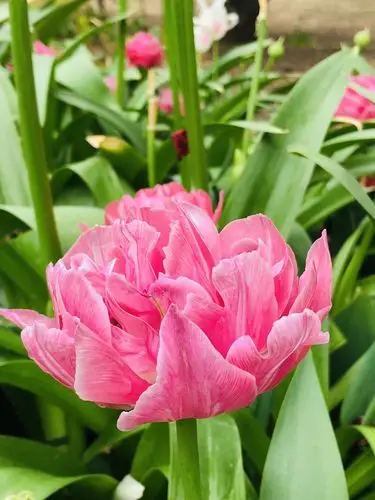 北京植物园郁金香