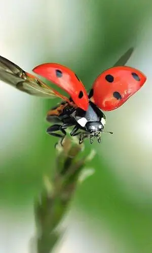 《七星瓢虫车》