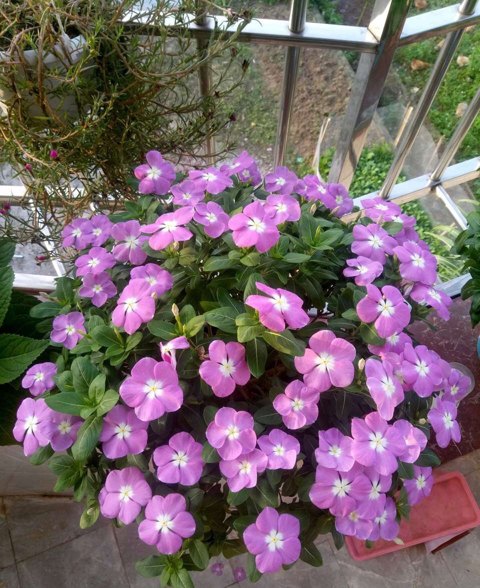 夏天有什么花(夏天有什么花香)