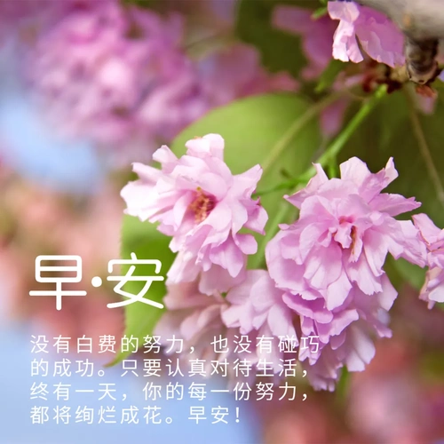 早安图片鲜花(鲜花图片大全)
