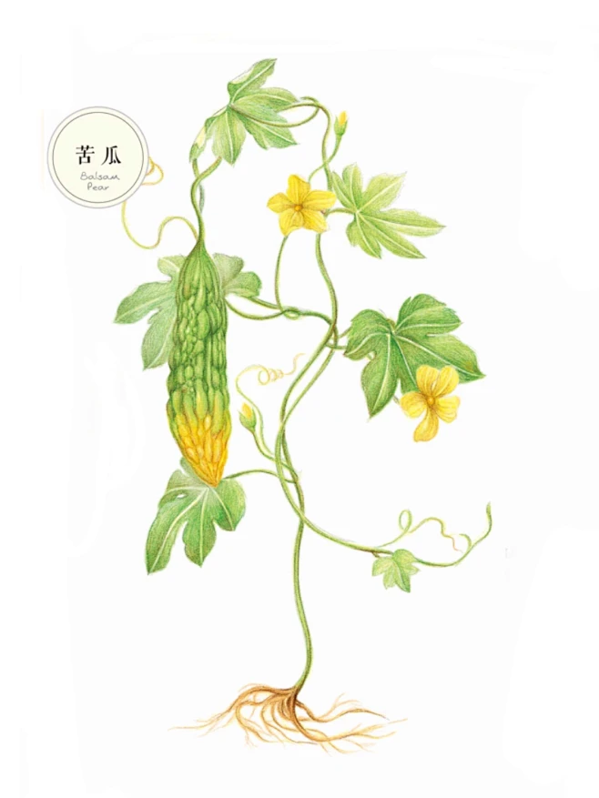 苦瓜蔬菜花卉插画手绘彩铅画色铅笔本草绘植物