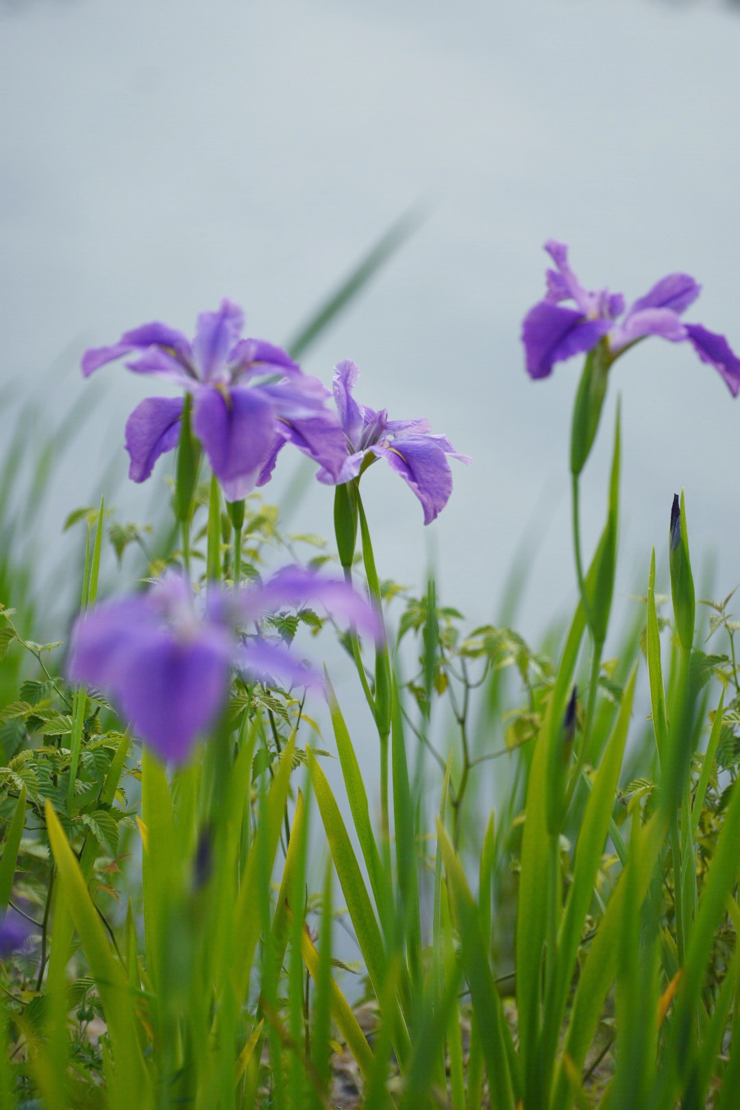 河边紫色鸢尾花
