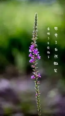 想开了自然微笑 看破了肯定放下 文艺摄影图手机壁纸