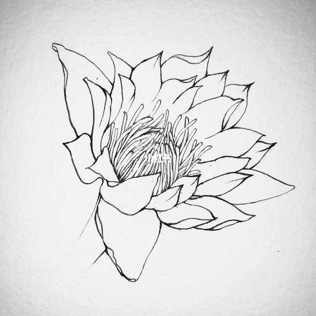 睡莲线描