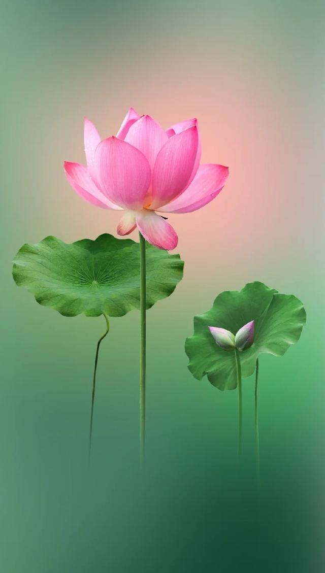 绝美荷花摄影作品