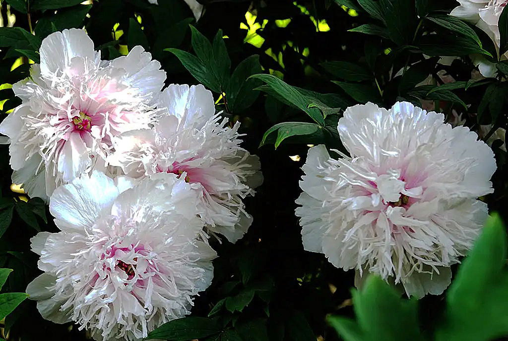 为看30秒排队1小时保安全天守护这株银丝贯顶牡丹有多珍贵