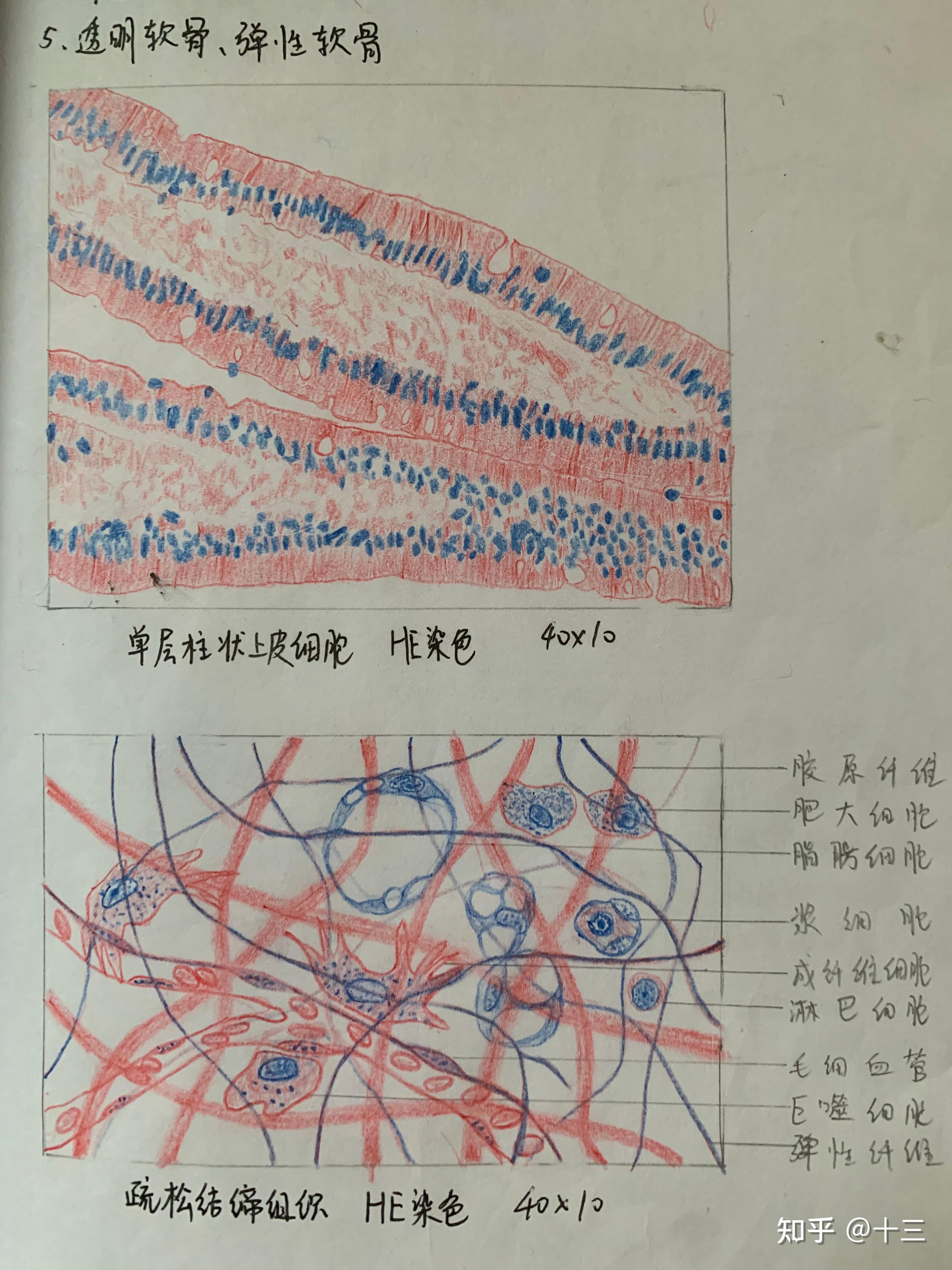 组胚实验红蓝铅笔手绘图