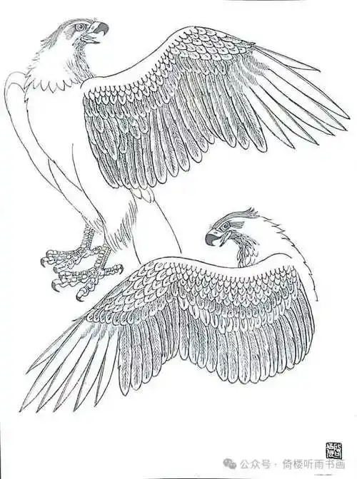 工笔画白描,鹰.参考学习!