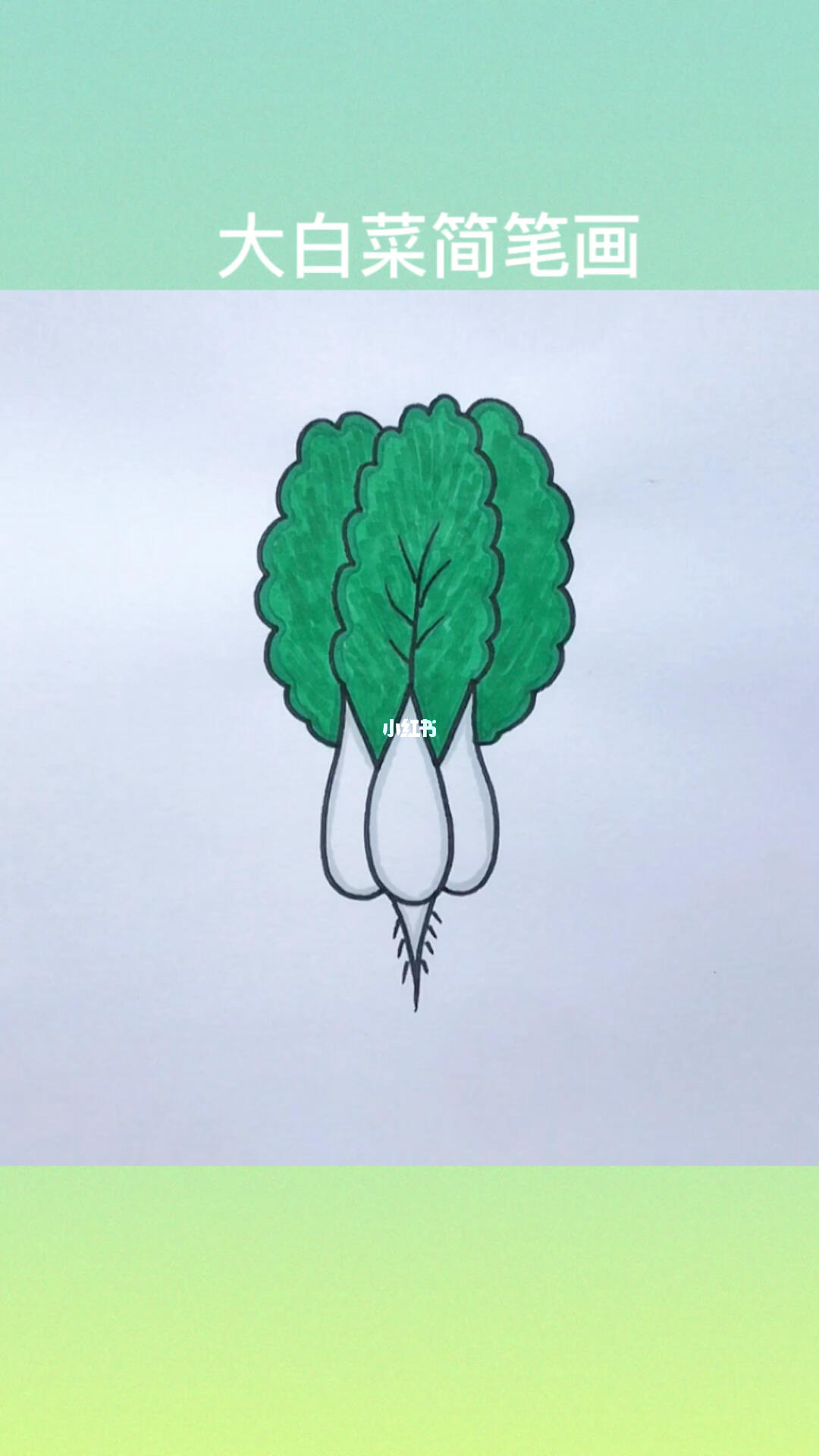 大白菜简笔画