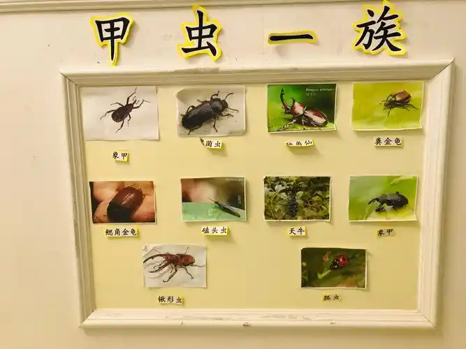 活动七:《甲虫一族》       在本次活动中,我们不仅了解到昆虫的基本