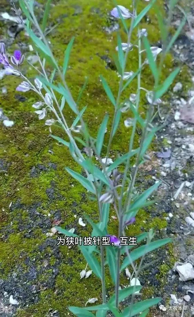 远志的作用与功效(中药远志的作用与功效)